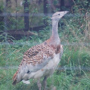 Great bustard at Watatunga Wildlife Reserve, 16/9/2020