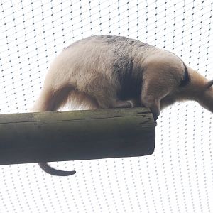 Southern tamandua at Colchester Zoo, 21/9/2020