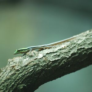 Yellow-headed day gecko at Colchester Zoo, 21/9/2020