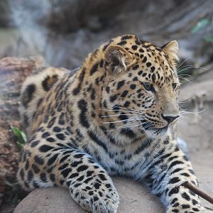 Amur leopard