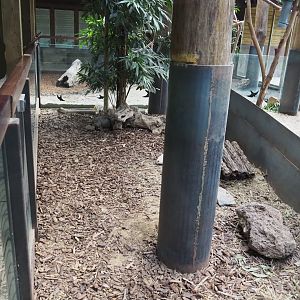 Western brush-tailed bettong area in the koala house, 2020-09-02
