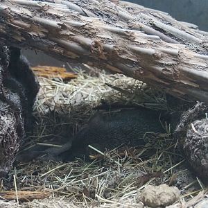Western brush-tailed bettong in hide, 2020-09-02