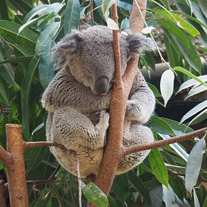 Queensland koala (Phascolarctos cinereus adustus), 2020-09-02
