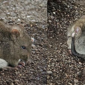 Long-nosed potoroo (Potorous tridactylus), 2020-09-02