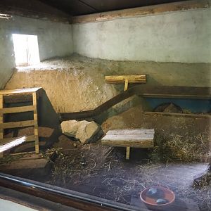 Indoor housing new Tasmanian wombat exhibit, 2020-09-02
