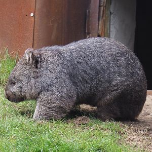 Tasmanian wombat (Vombatus ursinus tasmaniensis), 2020-09-03