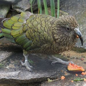 Kea (Nestor notabilis), 2020-09-03