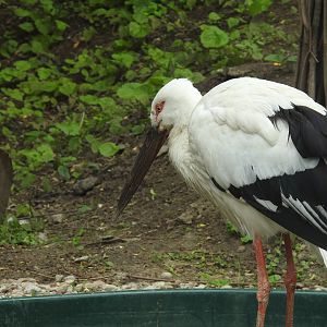 Oriental stork