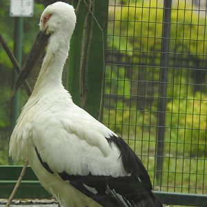 Oriental stork