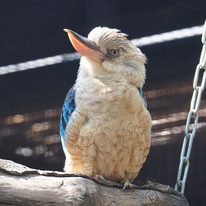 Blue-winged Kookaburra (Dacelo leachii), 2020-09-02