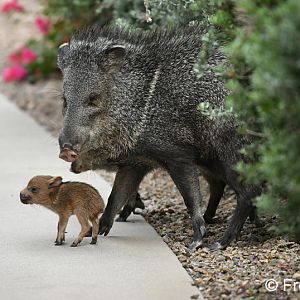 collared peccary with baby