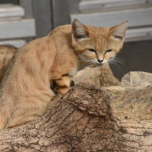 Sand Cat mother