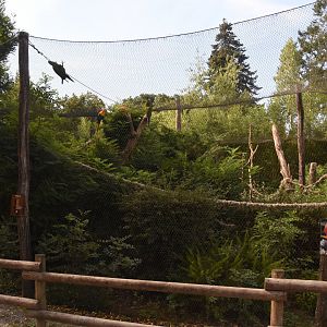 Macaw and Squirrel Monkey aviary
