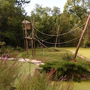 Brown Spider Monkey island