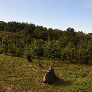 American Black Bear & "Arctic" Wolf enclosure