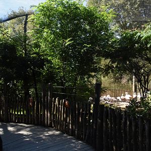 Greater Flamingo walkthrough