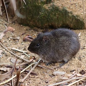 Brazilian Guinea Pig - 7 September 2020