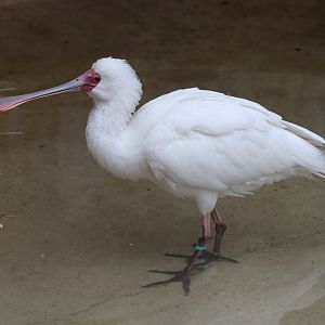 African Spoonbill - 7 September 2020