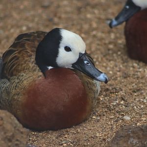White-faced Whistling Duck - 7 September 2020