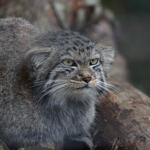 Pallas's Cat - 7 September 2020
