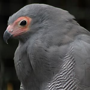 African Harrier-hawk - 7 September 2020