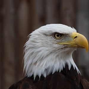 Bald Eagle - 7 September 2020