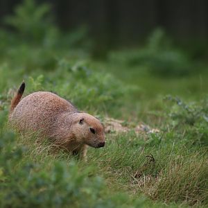 Black-tailed Prairie Dog - 7 September 2020