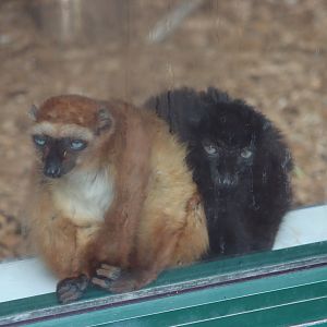 Blue-eyed Black Lemurs - 7 September 2020