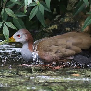 Giant Wood Rail - 7 September 2020