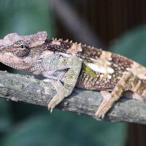 Chameleon ID