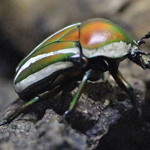 Beetle ID