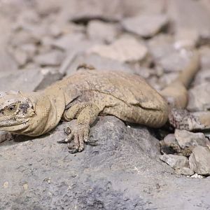 Lizard ID