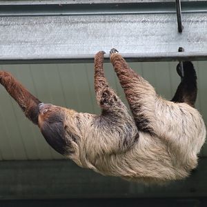 Linnaeus's Two-toed Sloth - 7 September 2020