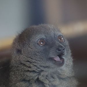 Sambirano Bamboo Lemur - 7 September 2020