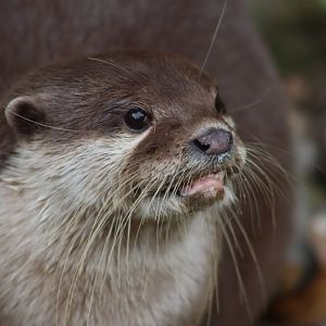 Asian Small-clawed Otter - 7 September 2020