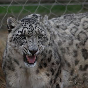 Snow Leopard - 7 September 2020