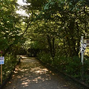 Peruvian Squirrel Monkey walkthrough