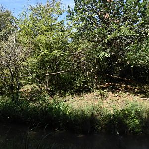 White-faced Saki island