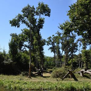Gorilla & Colobus island