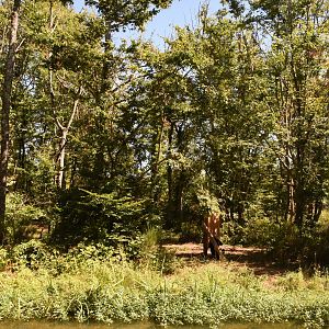 Bonobo island (small part)