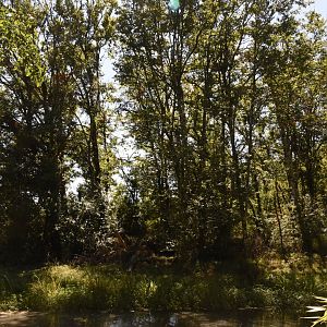 Bonobo island (small part