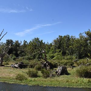 Bonobo island (main viewing point)