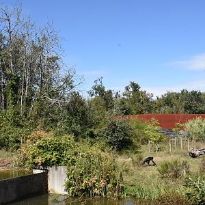 Second Bonobo enclosure
