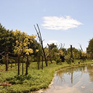 Red-faced Spider Monkey island (left part)
