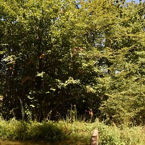 Part of Mandrill island