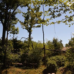 Roloway Monkey island