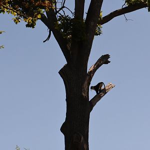 Roloway Monkey in the tree