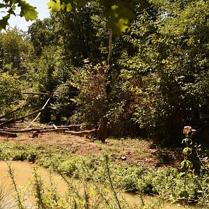 Small part of Mandrill enclosure