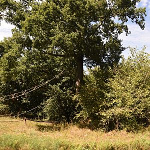 Southern White-cheeked Gibbon island