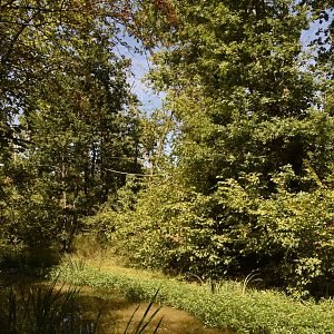 Brown Spider Monkey island